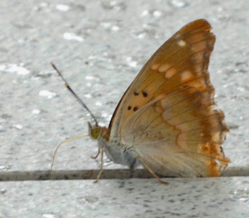 RTL