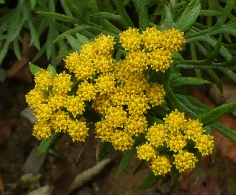 CC`