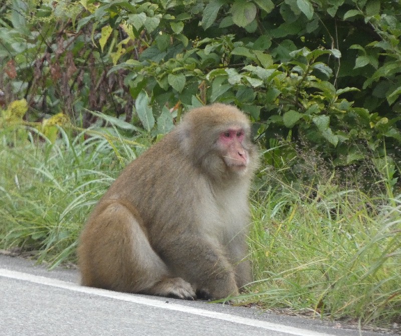 jzU