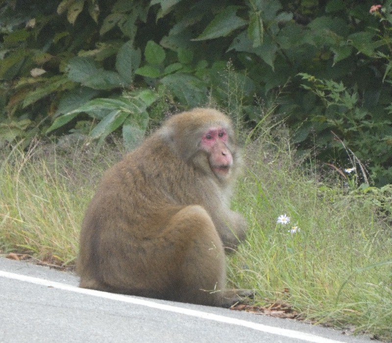 jzU