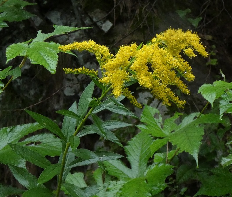 オオアワダチソウ