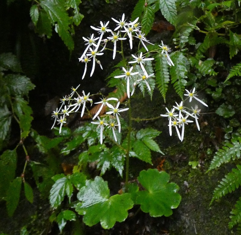 ダイモンジソウ