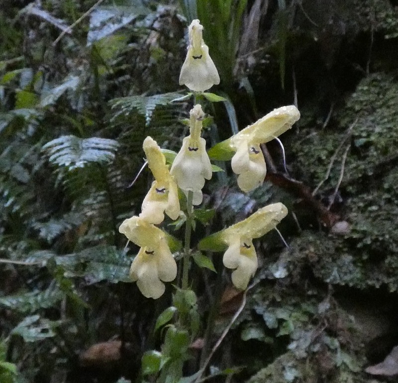 キバナアキギリ