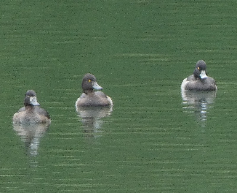 キンクロハジロ