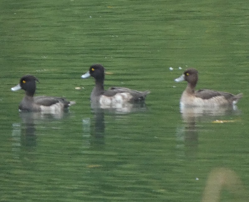 キンクロハジロ