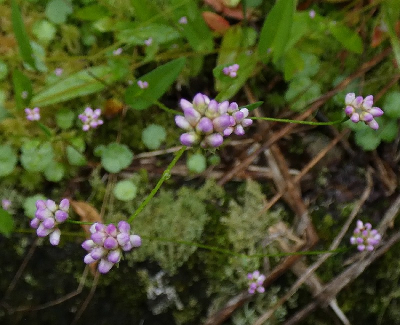 ƒAƒLƒmƒEƒiƒMƒcƒJƒ~