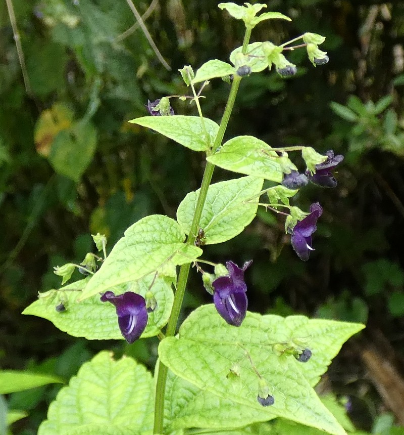 クロバナヒキオコシ