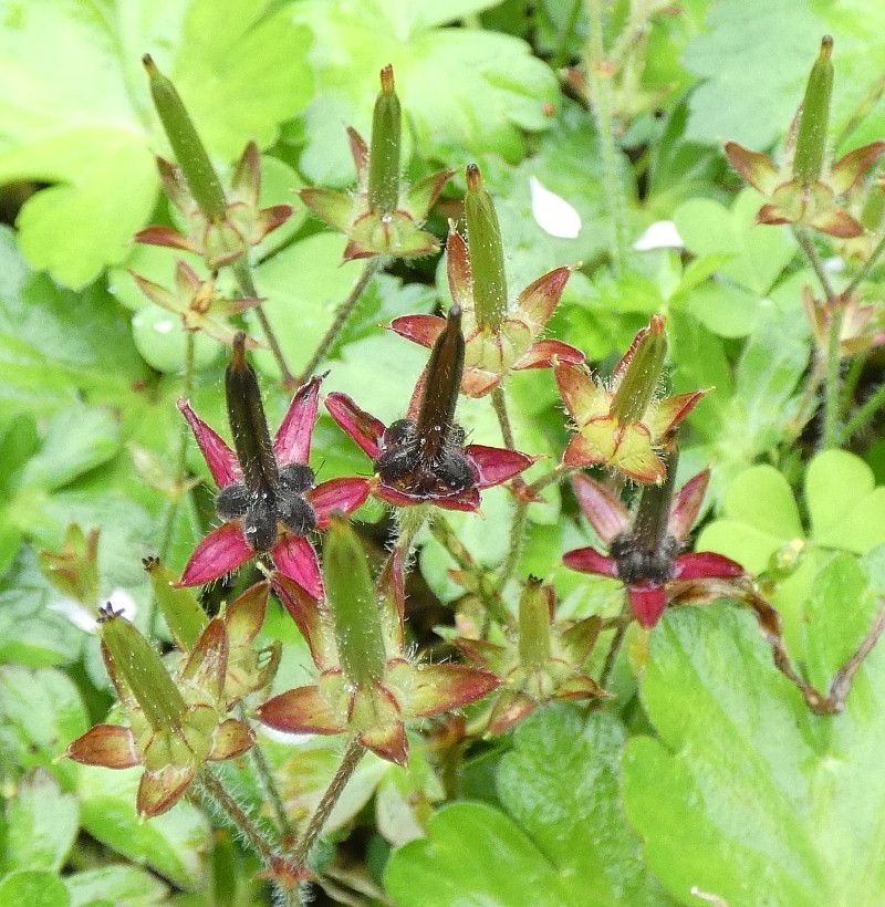 ゲンノショウコ