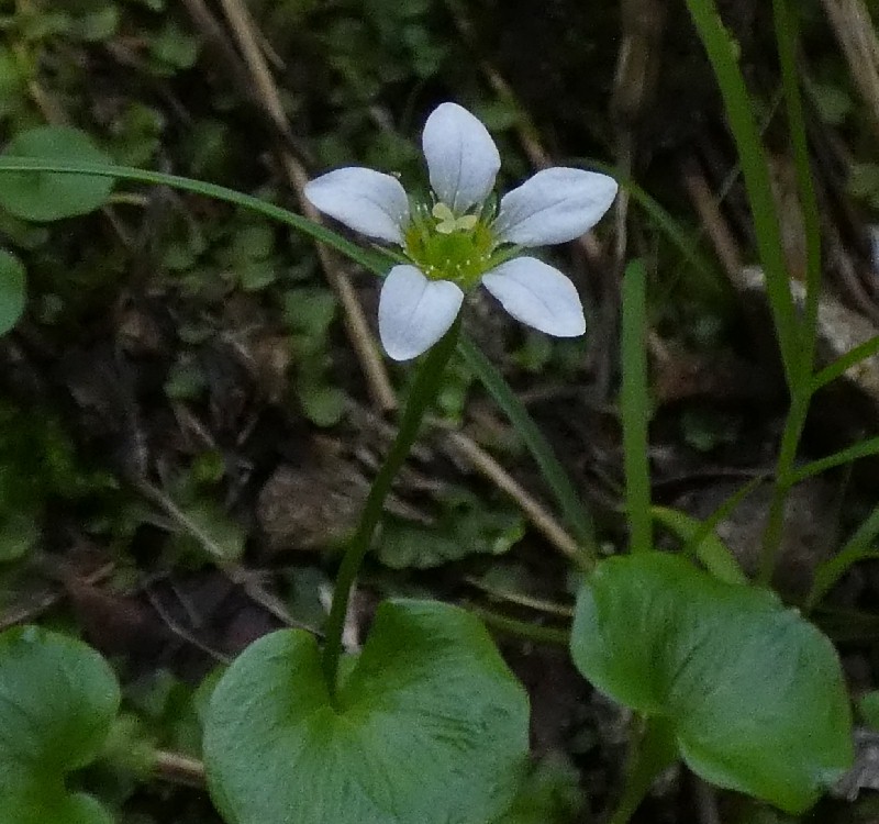 ヒメウメバチソウ