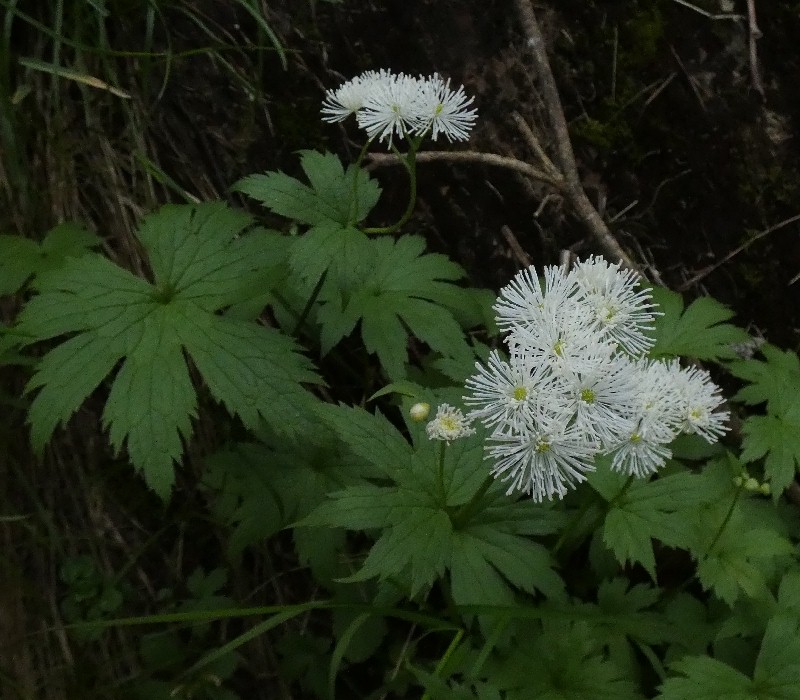 モミジカラマツ