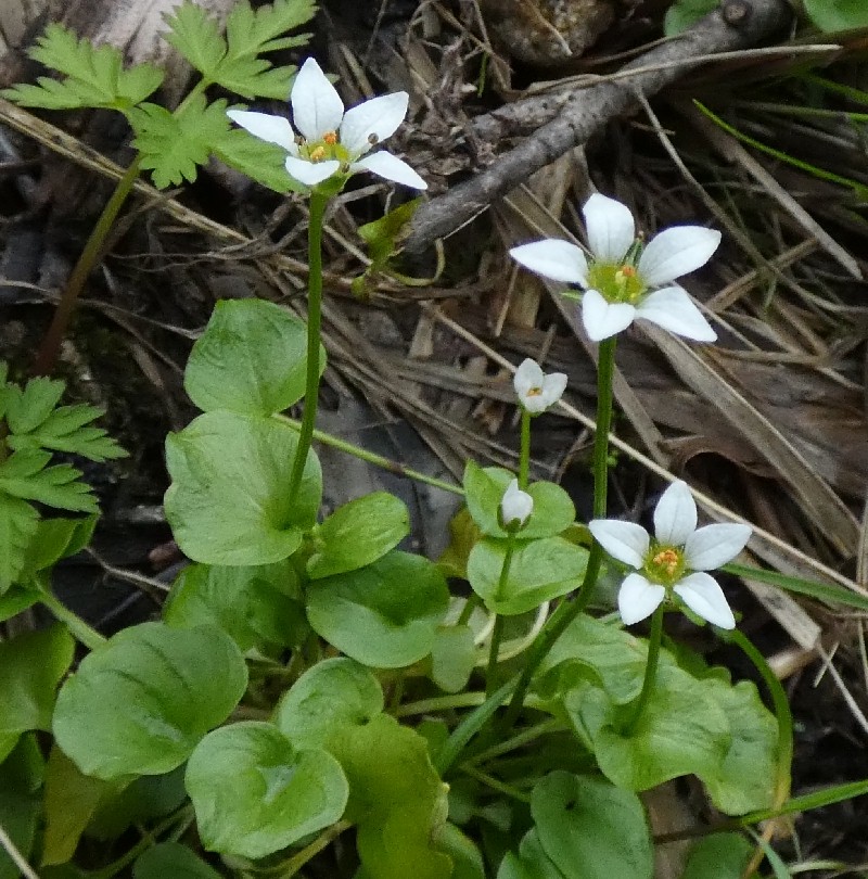 ヒメウメバチソウ