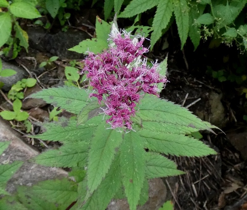 ヨツバヒヨドリ