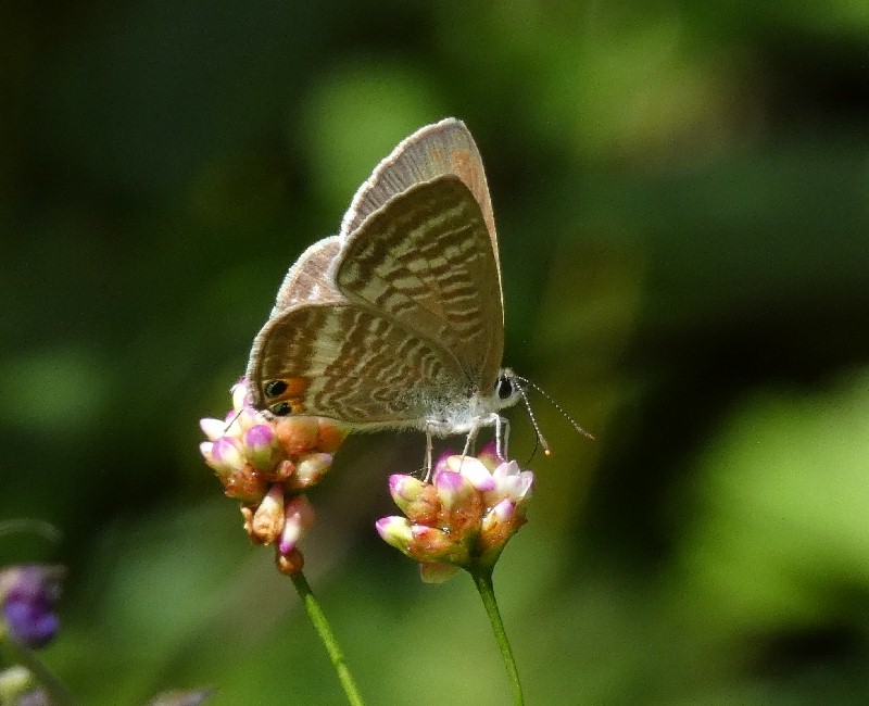 ウラナミシジミ
