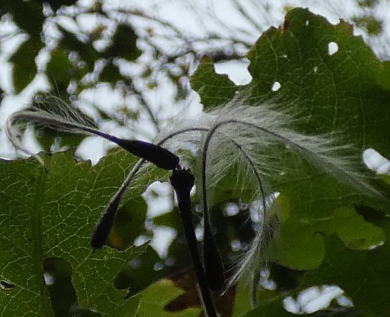 トリガタハンショウヅル