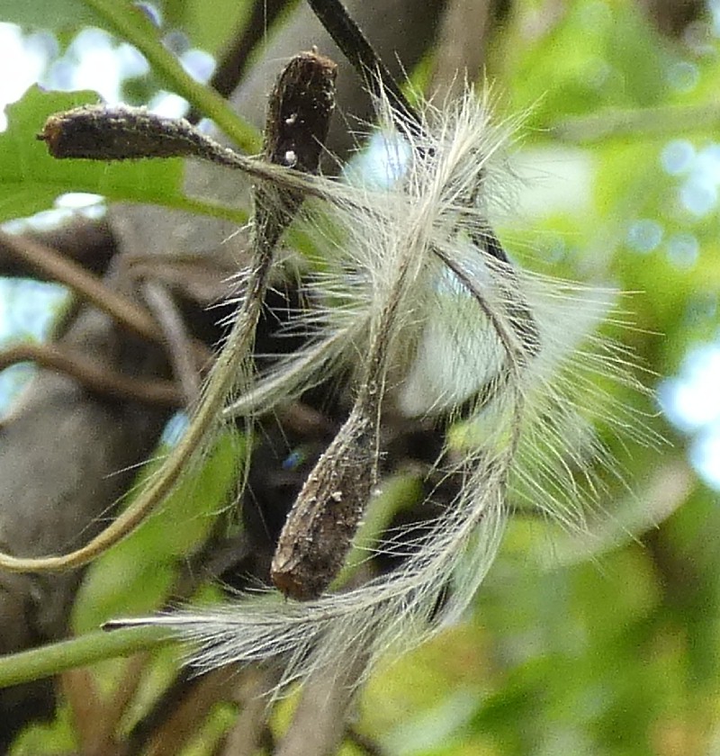 トリガタハンショウヅル