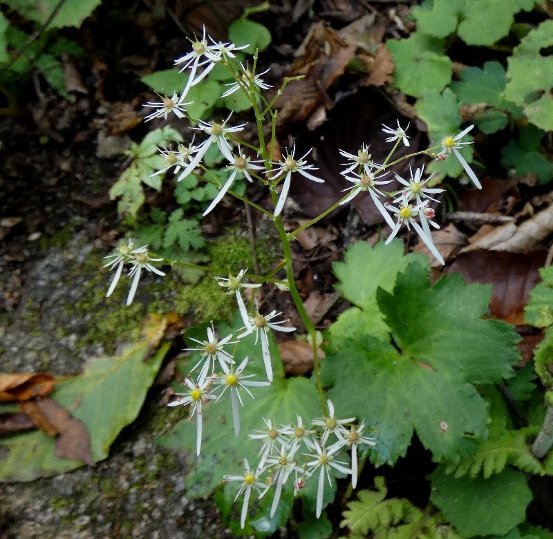 ダイモンジソウ