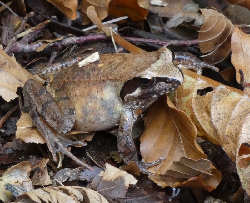 ヤマアカガエル