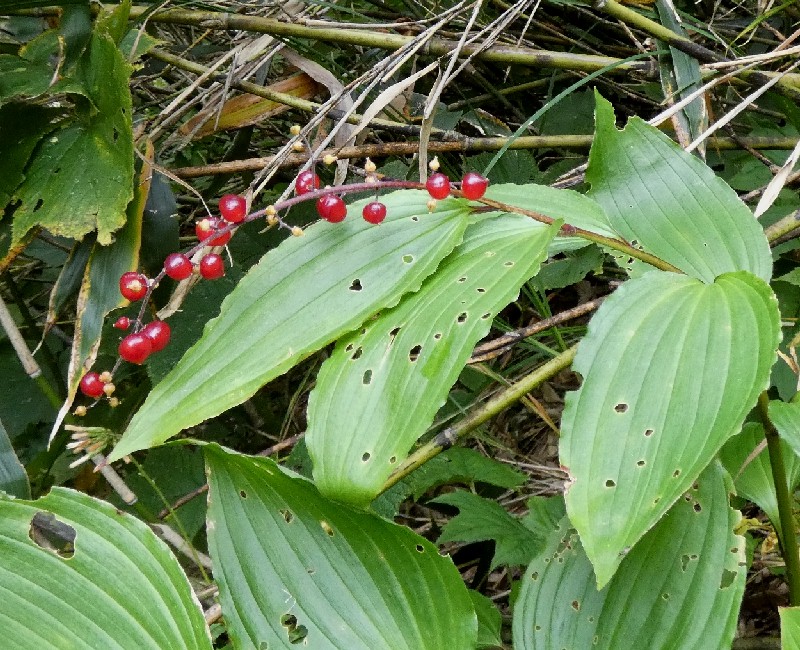 ヒロハユキザサ