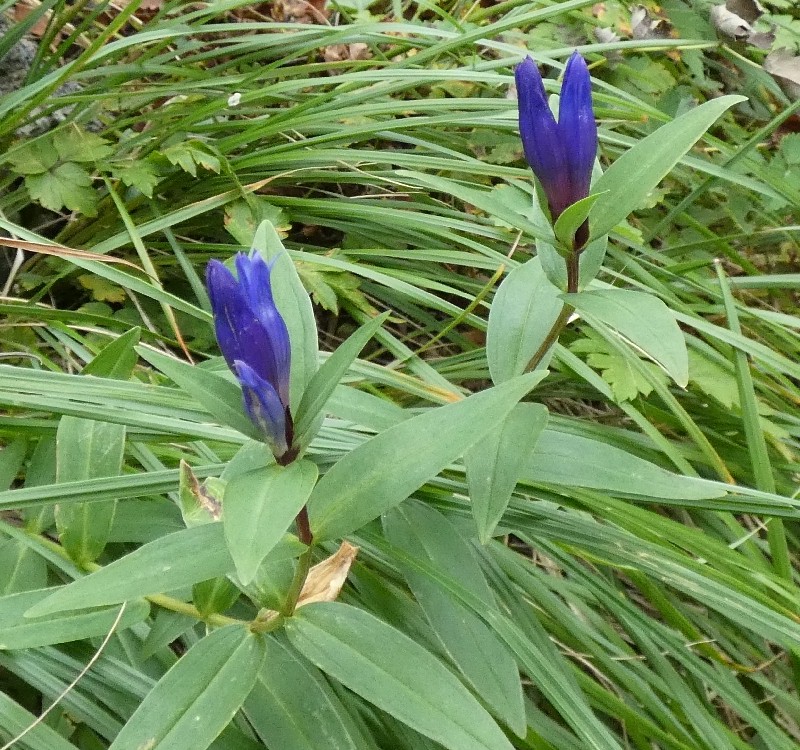 オヤマリンドウ