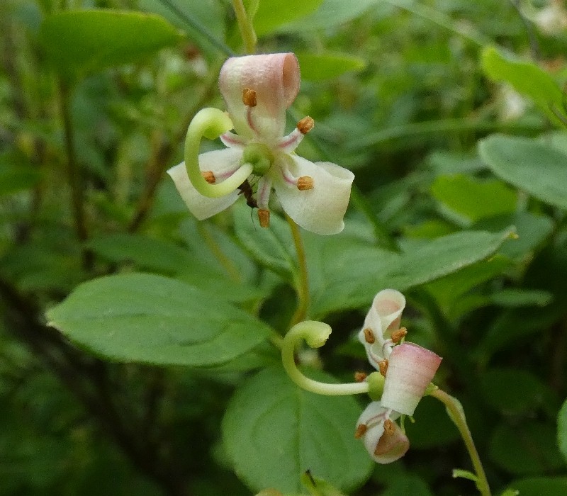 ミヤマホツツジ