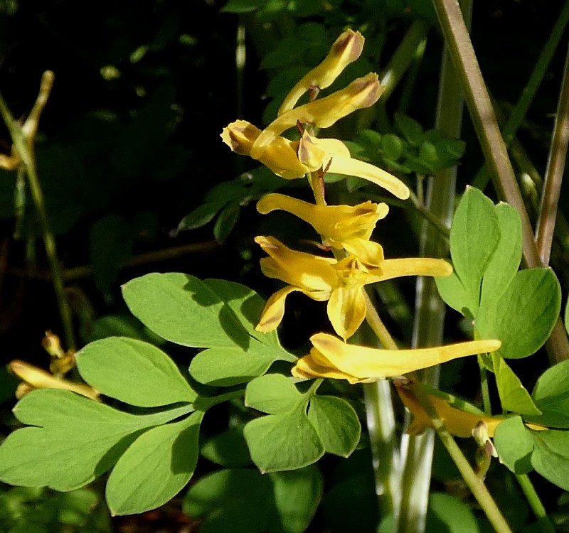 ナガミノツルキケマン