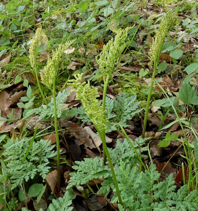 フユノハナワラビ