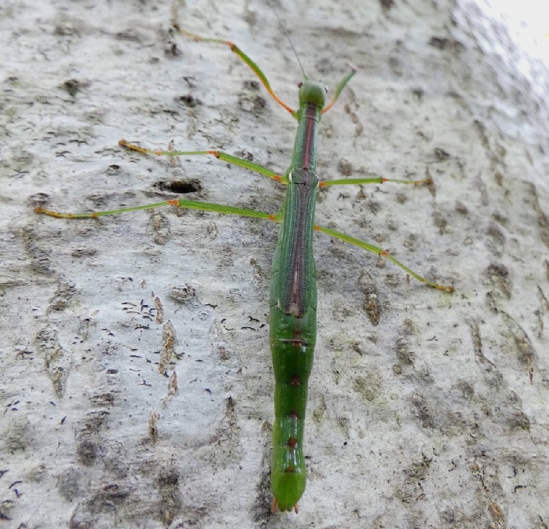 シラキトビナナフシ