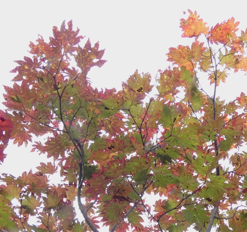 ハウチワカエデ