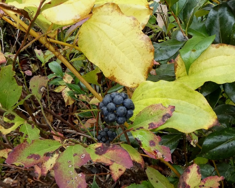 アオツヅラフジ