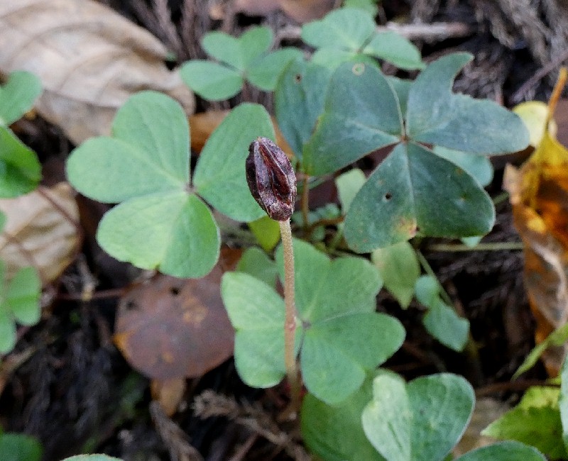 ƒ~ƒ„ƒ}ƒJƒ^ƒoƒ~