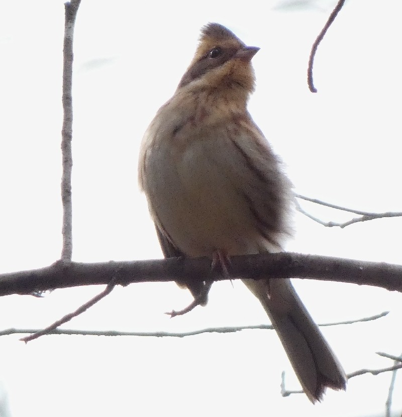 ミヤマホオジロ
