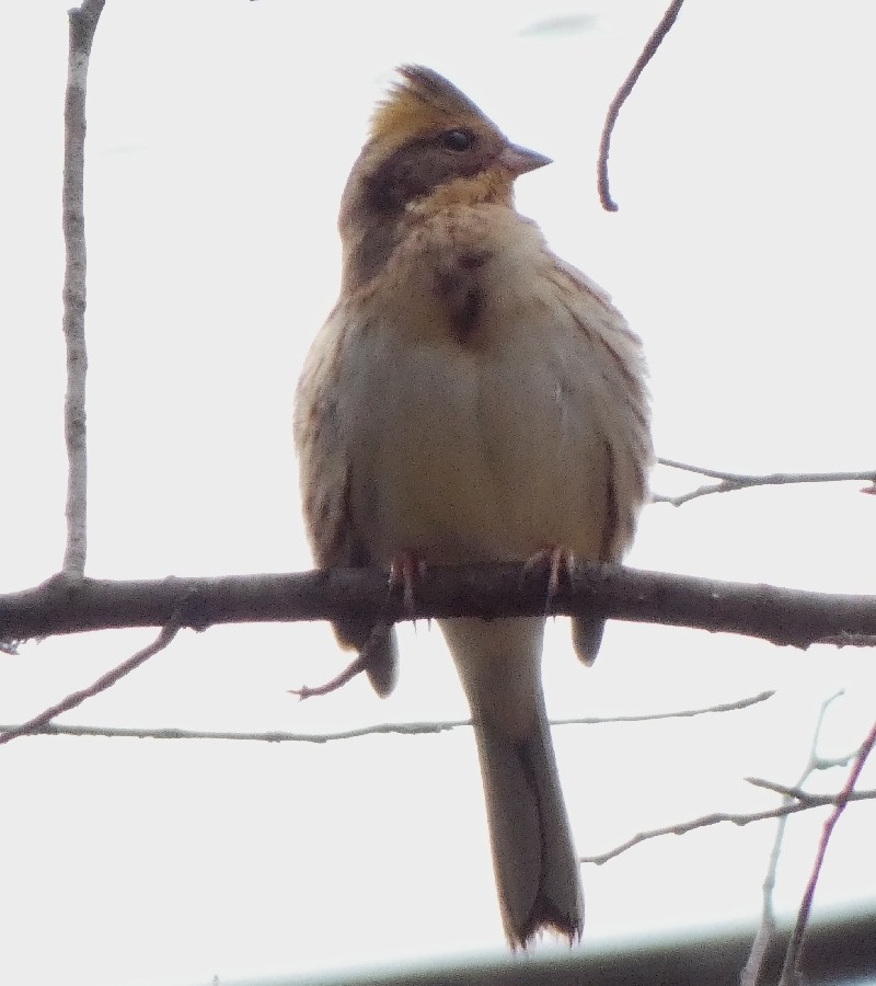 ミヤマホオジロ