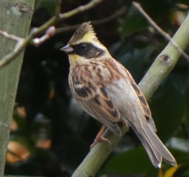 ミヤマホオジロ