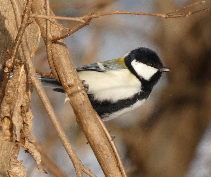 �V�W���E�J��