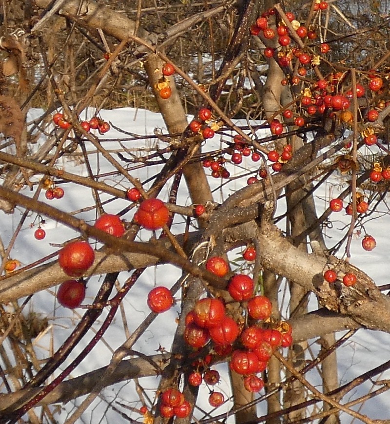 �c���E�����h�L