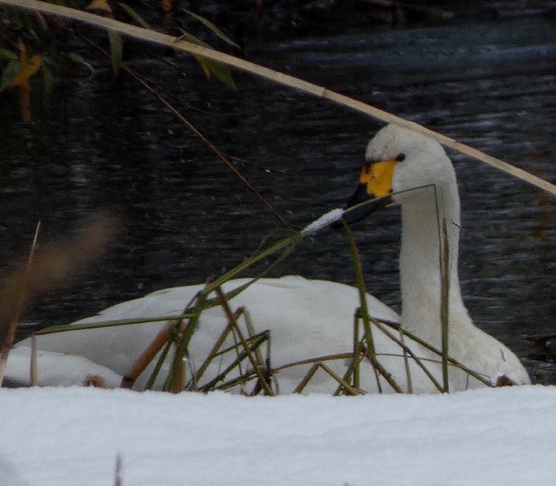 �R�n�N�`���E