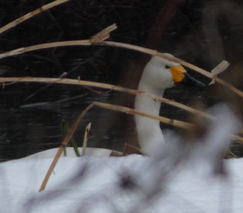 �R�n�N�`���E