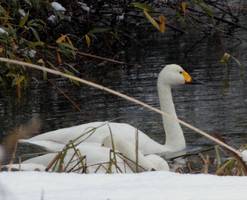 �R�n�N�`���E