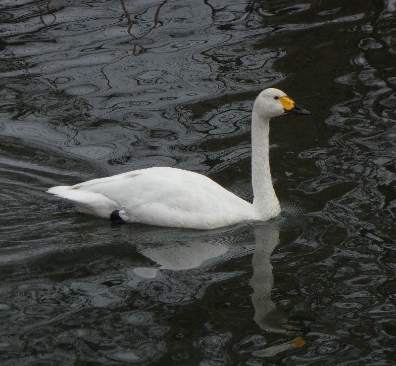 �R�n�N�`���E