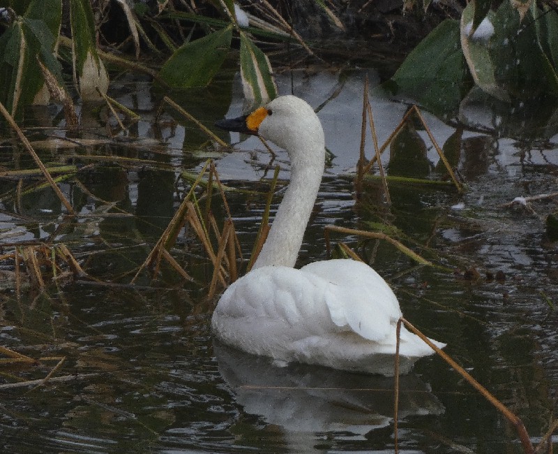 �R�n�N�`���E