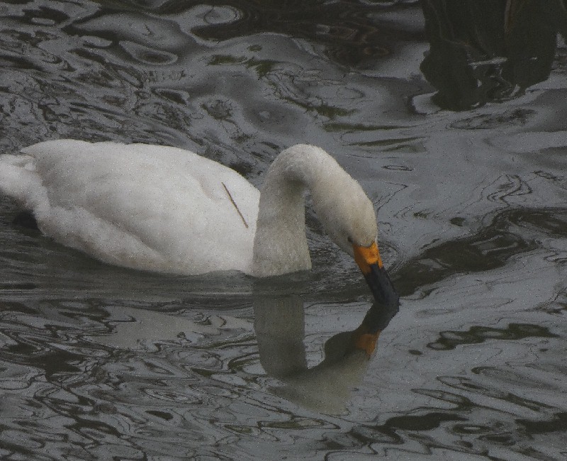 �R�n�N�`���E