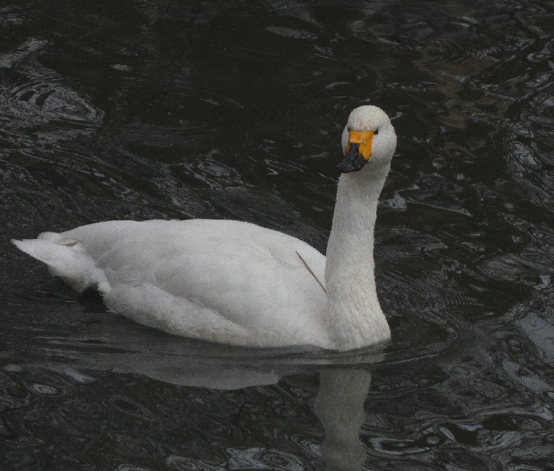 �R�n�N�`���E