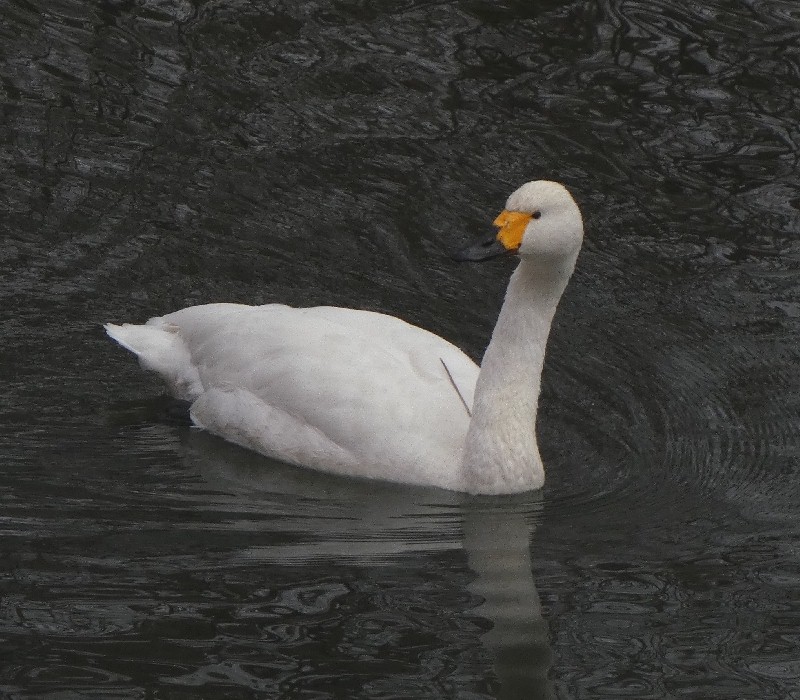 �R�n�N�`���E