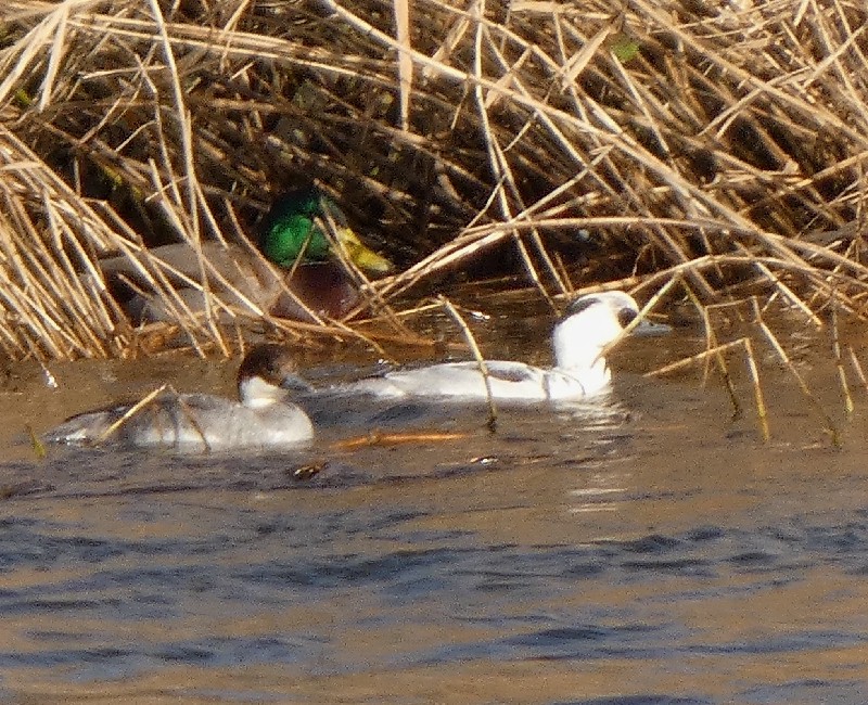 �~�R�A�C�T