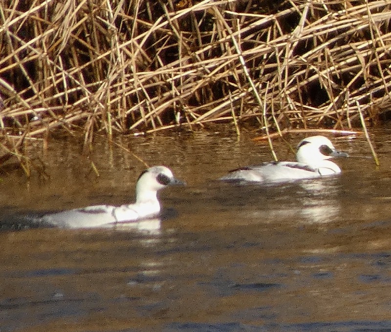 �~�R�A�C�T