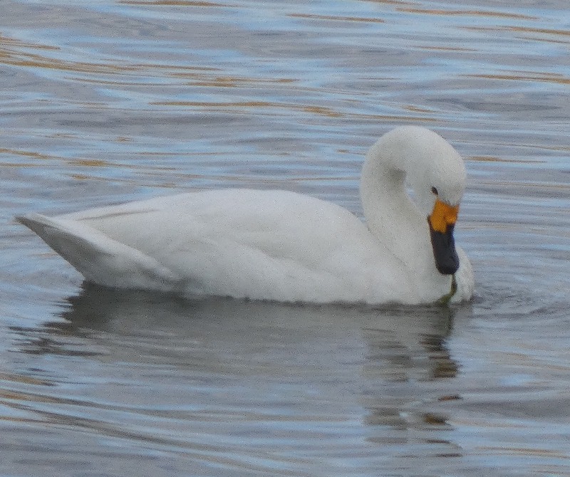 �R�n�N�`���E