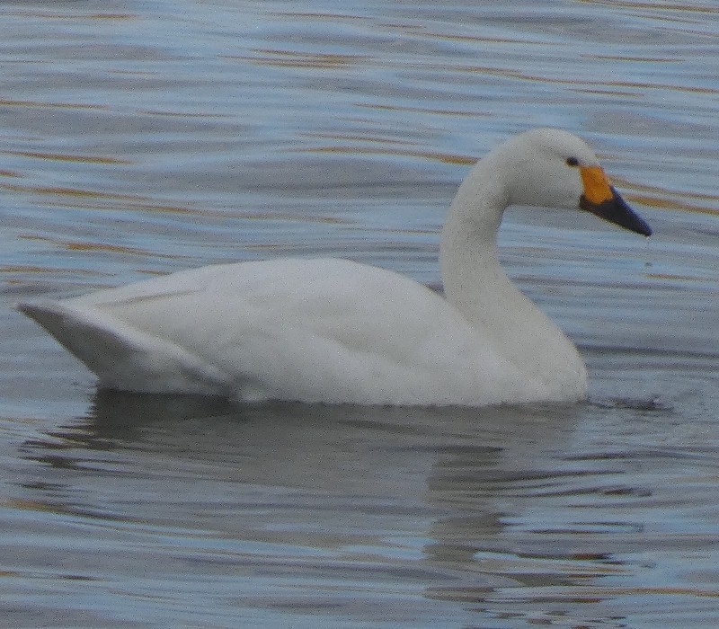 �R�n�N�`���E