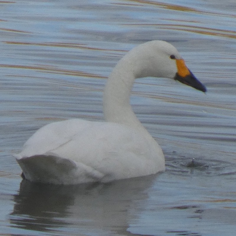 �R�n�N�`���E