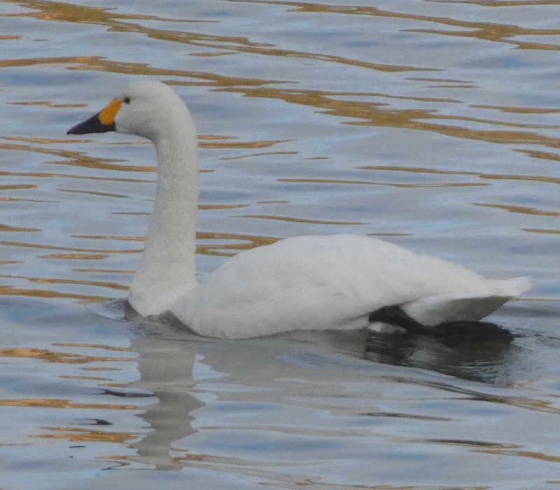 �R�n�N�`���E