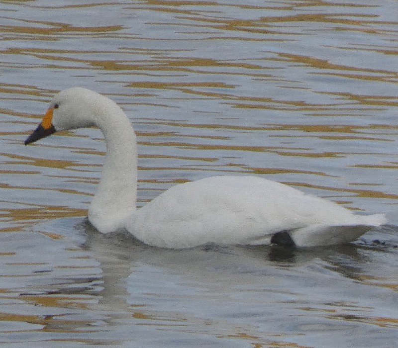 �R�n�N�`���E